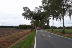 2018.09.22_Baum_auf_Straße (1)