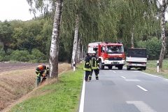2018.09.22_Baum_auf_Straße (2)