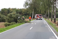2018.09.22_Baum_auf_Straße (5)