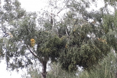 2018.09.22_Baum_auf_Straße (7)