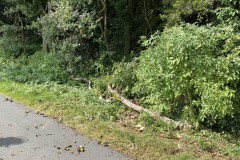2021.07.25_Baum_auf_Fahrbahn-1